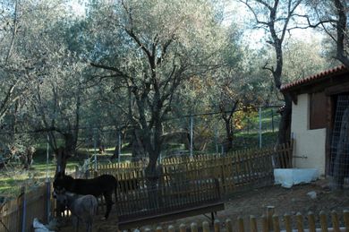 Gera's Olive Grove (Elaionas Tis Geras) - Image 7