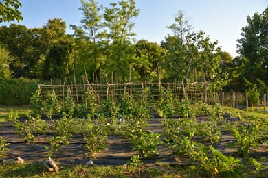 Olympa Suites - Image 5