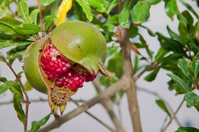 Olympic Villas Santorini - Image 7