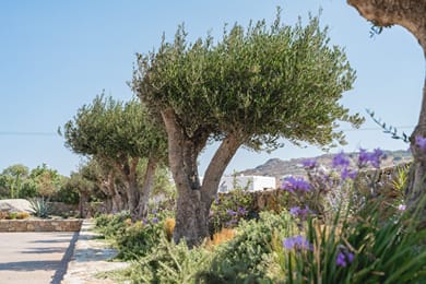 Omvrodektis Village - Image 3