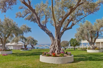 Palmariva Beach Hotel - Image 3