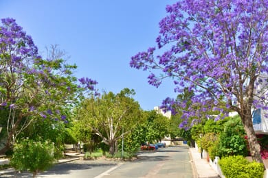 Paphos Gardens Holiday Resort - Image 4