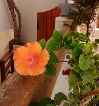 Polikandia Hotel Folegandros - Image 5