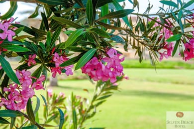 Silver Beach Hotel - Image 4