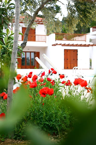 Skopelos Summer Homes - Image 3