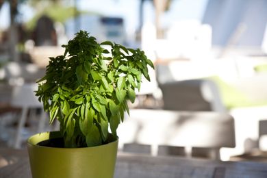 Smaragdi Hotel Sifnos - Image 5