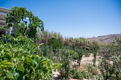Spilia Suites Hotel Mykonos - Image 5