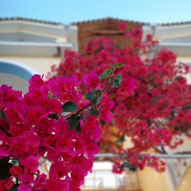Sunflower Apartments & Studios Zakynthos - Image 3