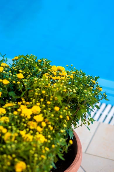 Sunflower Apartments & Studios Zakynthos - Image 7