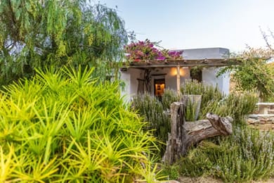 Under the Linden Tree Tinos - Image 3