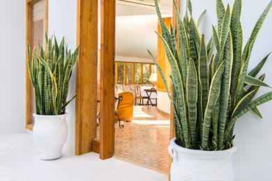 Ergon Hestia Rhodes - Image 2