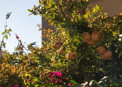 Vila Sofia - Image 6