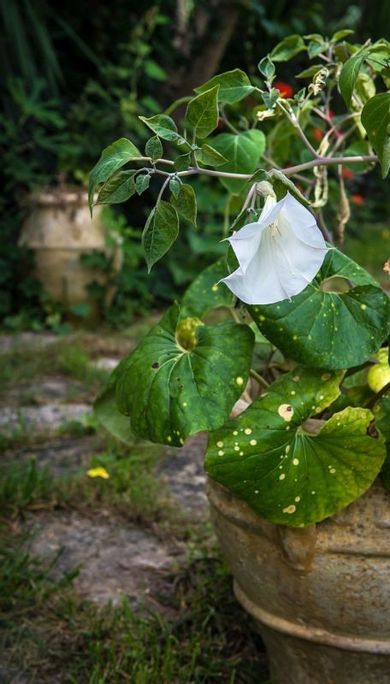 Villa Pounente Zakynthos 
