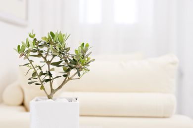 Celestia Grand Executive Villas Santorini - Image 6