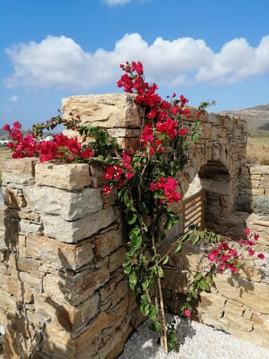 Xerolithos Natural Living - Image 5