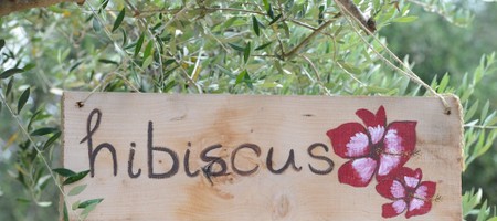 Hibiscus (Glamping tent)