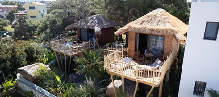 D Palm | Zen Tree Suite