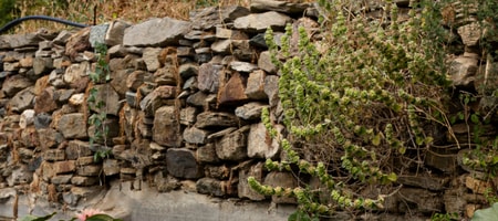 Under the Linden Tree Tinos